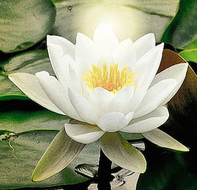 white lotus new